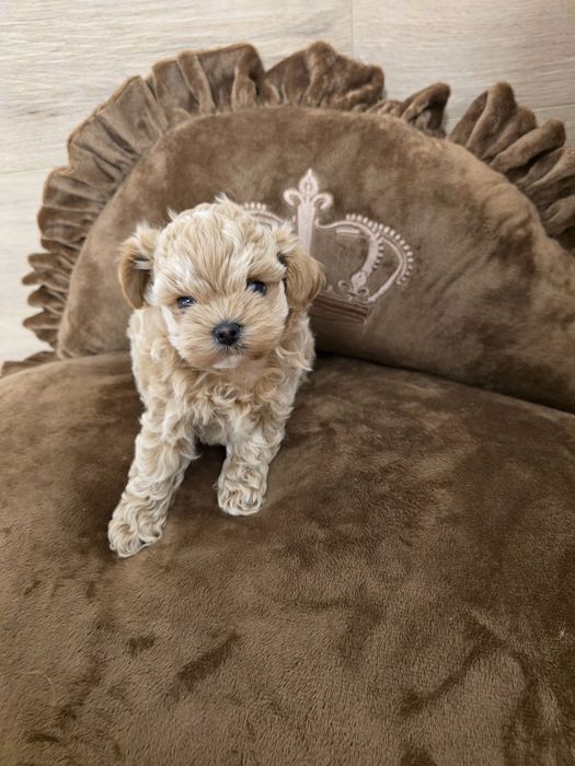 Maltipoo teacup, mini toy