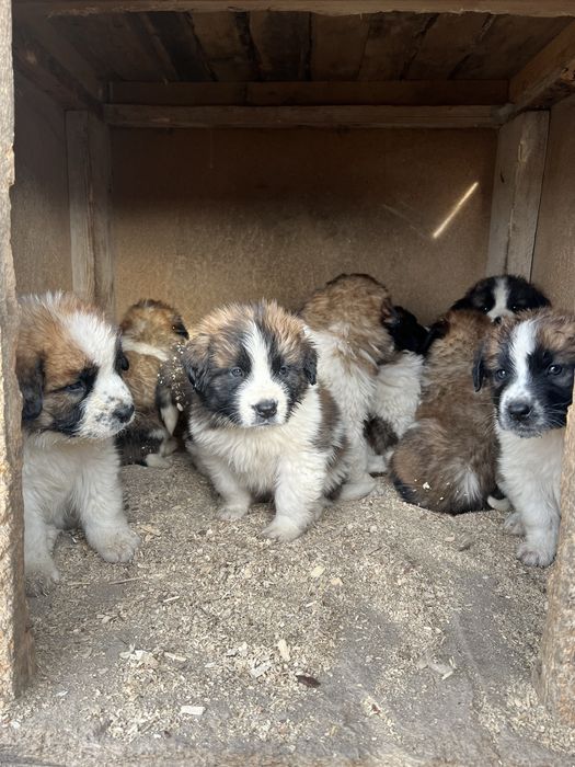 Московская сторожевая щенки