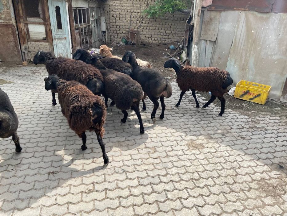 Qoy sotiladi uyda boqiladi