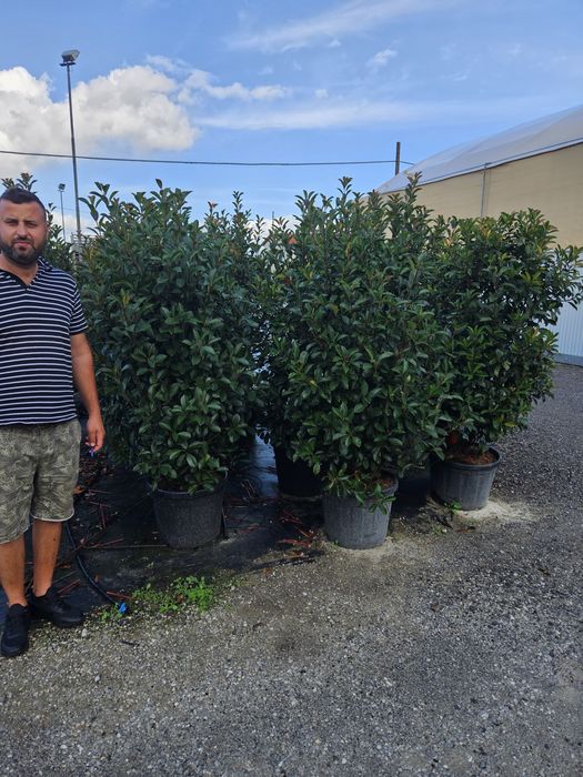 Photinia red Robin toate dimensiunile