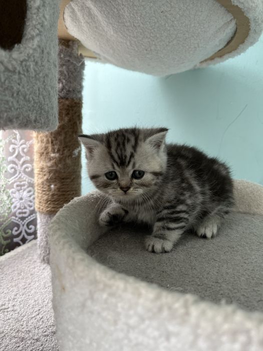 Котята шотландской породы