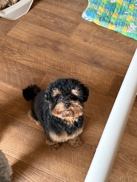 Продам малыша мальтипу