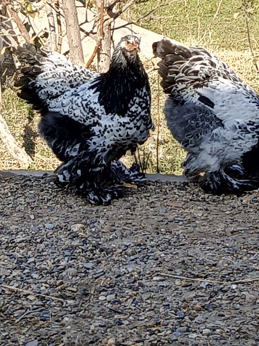 Brama svetliy tyomni pux qora nuqtali tuxumlari sotiladi