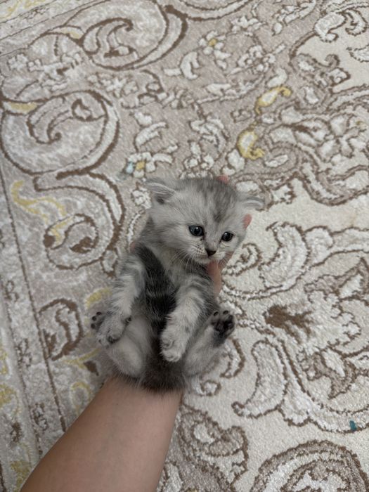 Шотландские котята