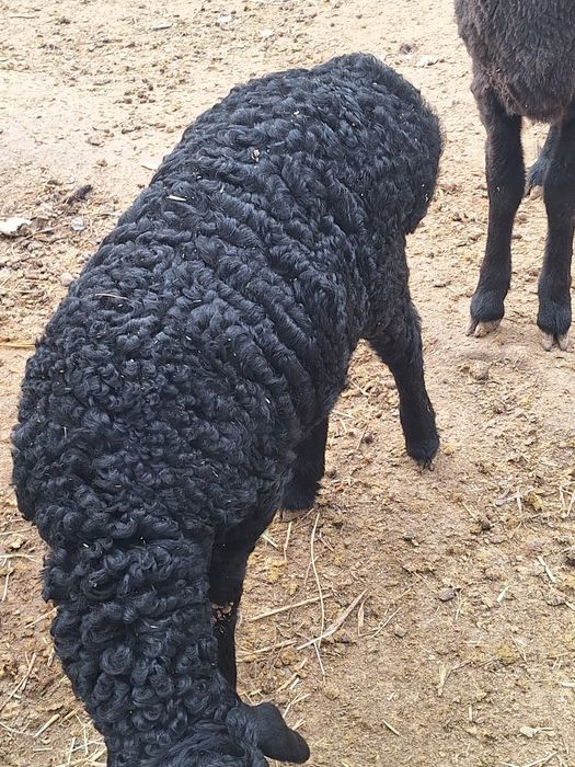 Срочно Кой,козысымен сатылады