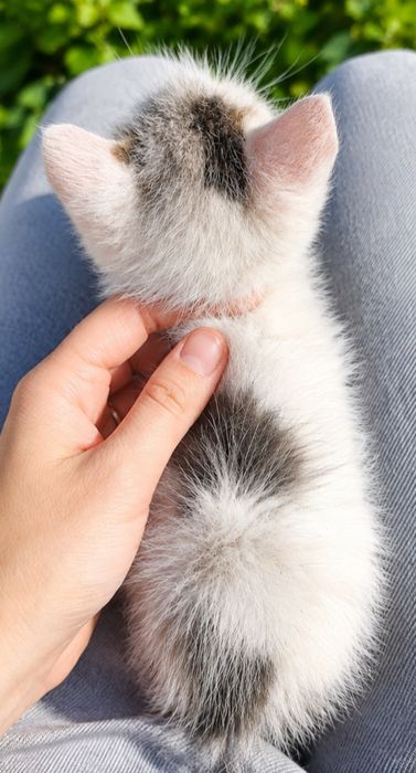 Pisoi pentru adopție
