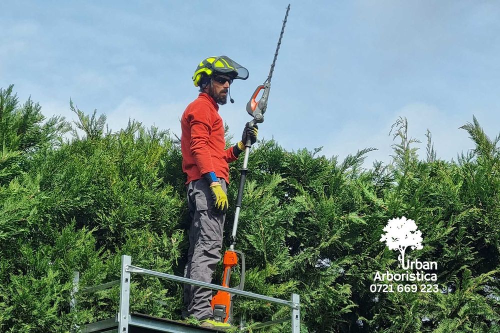 Toaletare Copaci Brașov - Îngrijire arbori pomi Toaletat arbuști