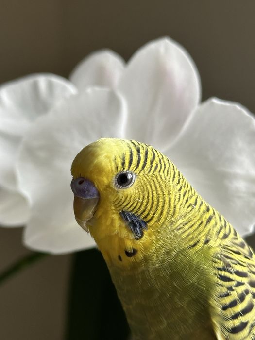 волнистый попугай