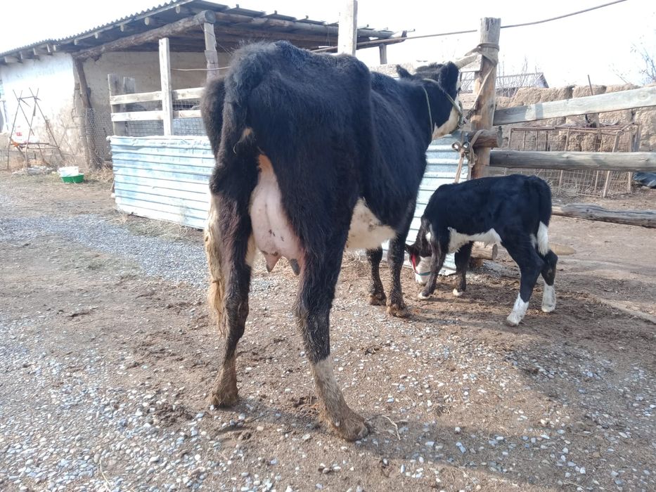 Бұзаулы сиыр сатылады.