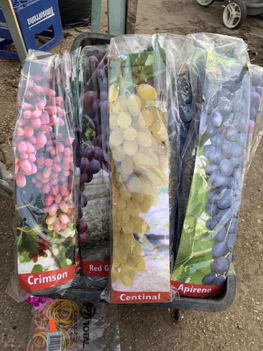 Pomi si vita de vie ambalată