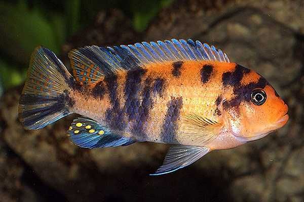 Зебра мармеладная