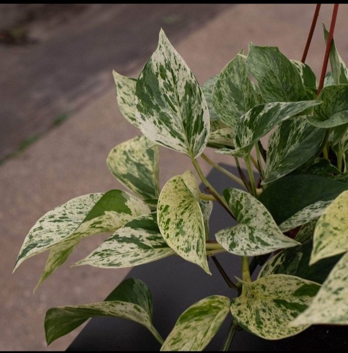 Эпипремнум Мраморная королева