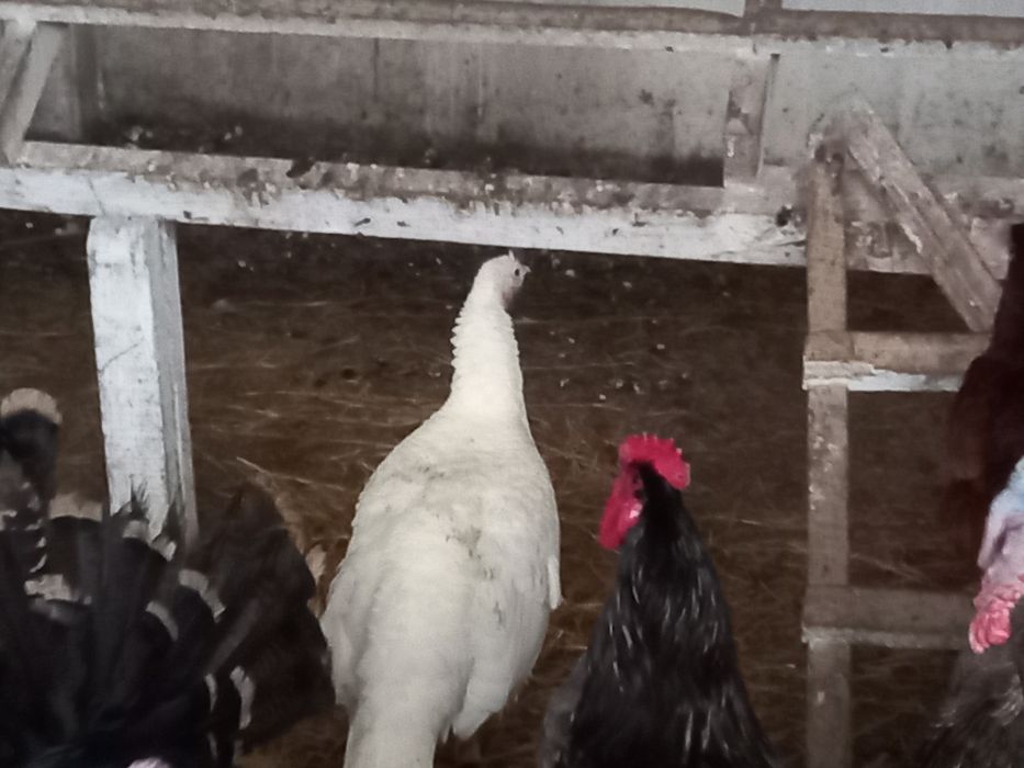 Индюки домашние.