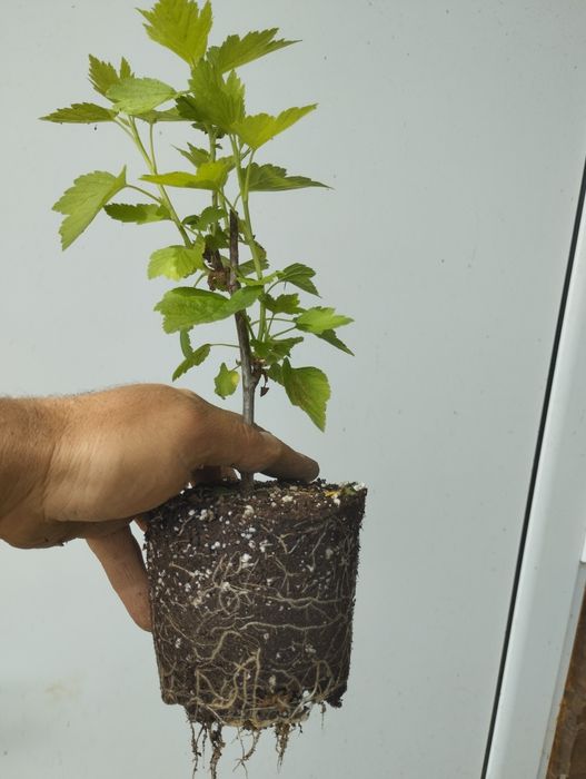 Касис,френско грозде в саксия