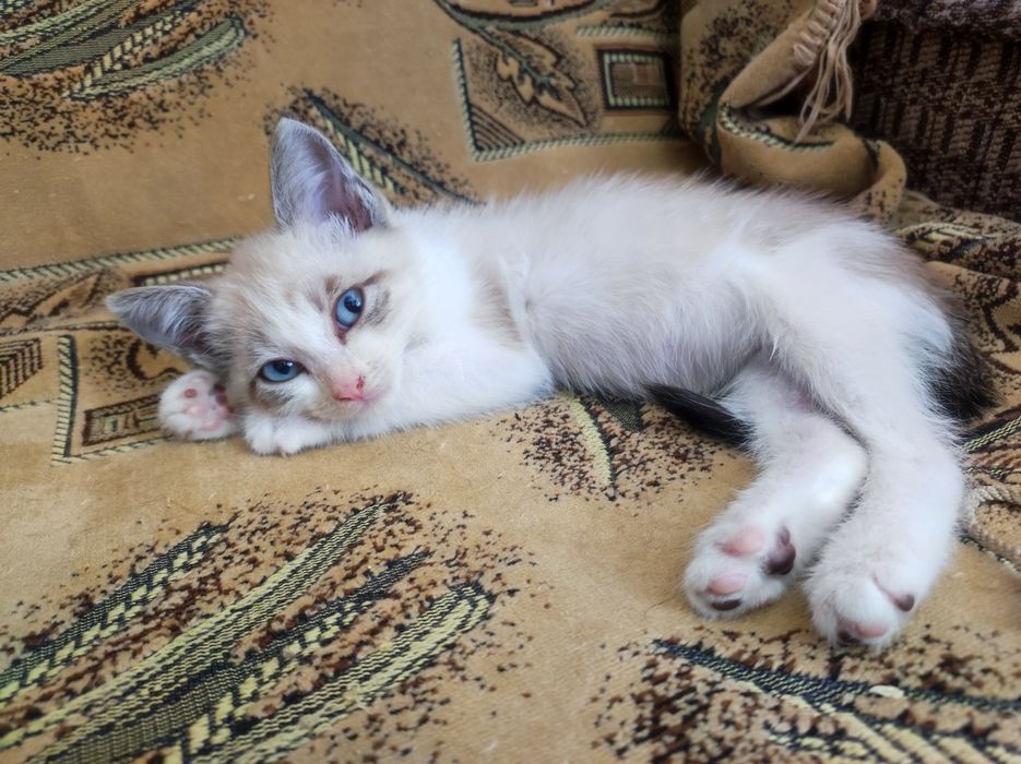 Котёнок девочка 2,5 месяца