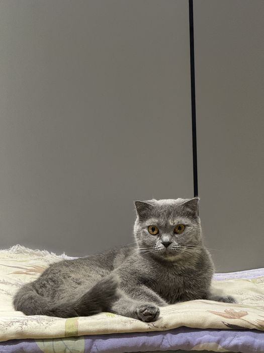 Скоттиш фолд сотилади