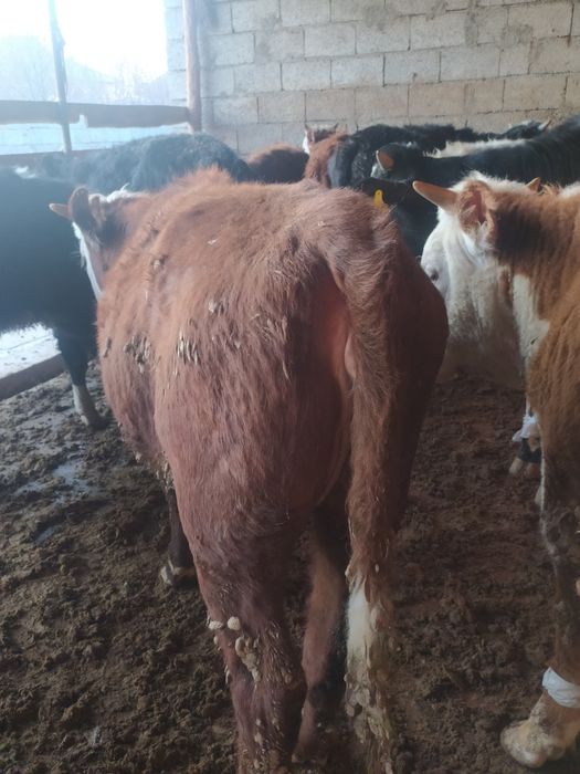 Жетілген әзірбайжан әйелдерінің суреттері