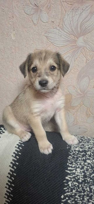 Щенков отдам бесплатно в добрые руки