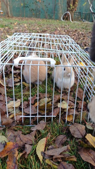 iepuri cap de leu pitic