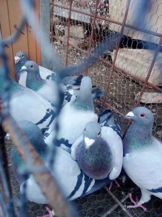 Vând iepure berbec german și porumbei