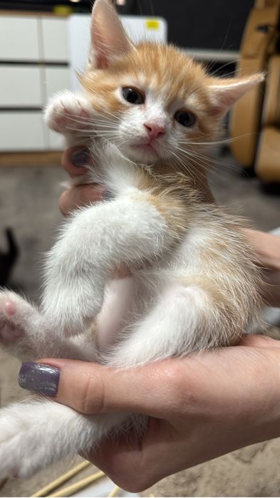 Очаровательные  котятки