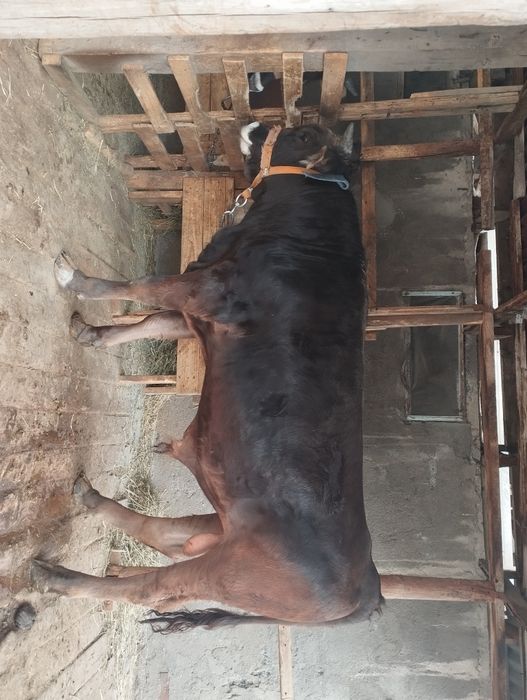 Продается  бычок