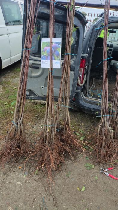 Vând diferite soiuri de pomi fructiferi