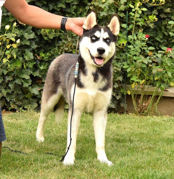 Pui Husky Siberian femela, părinți multipli campioni!
