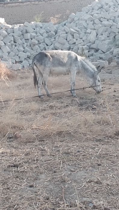 Eshak sotladi kelshlgan narxda