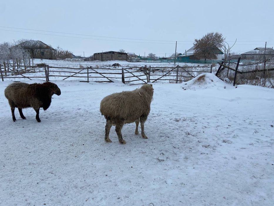 Продаю кошкарика