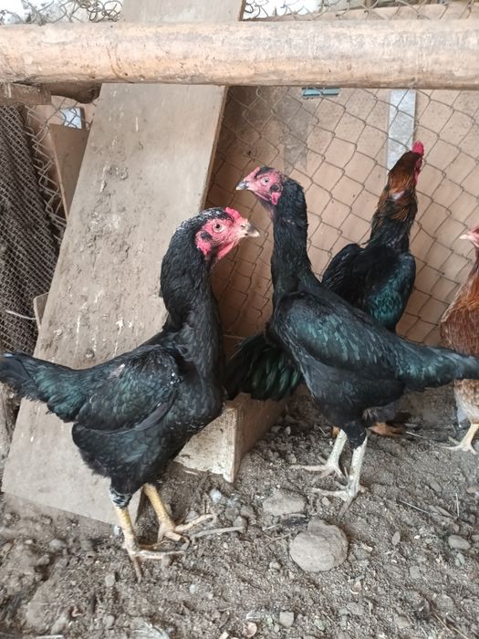 Дакан товуклар сотилади