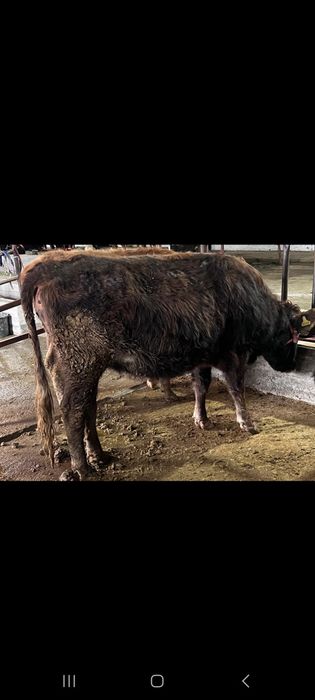 Сиырлар сатылады