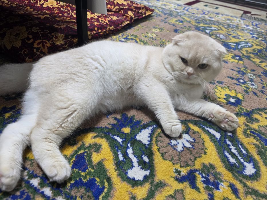 Прадам кошку мальчик scotch folds  в хорошие руки