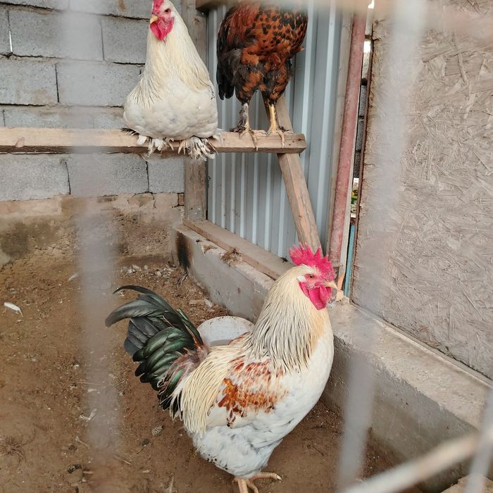 Қораздар балапан