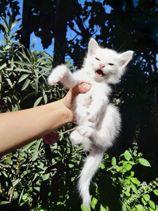 Котята- мальчики возраст 3месяца