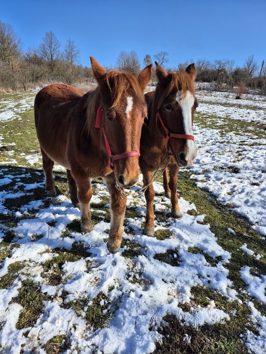 Vând sau schimb iapade 10ani si cârlană de 1 an si 7 luni