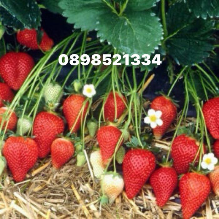 Разсад ягоди Азия, Клери, Албион и малини Полка, Люлин