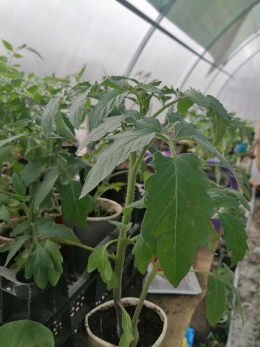 Рассада помидор, сортовые.