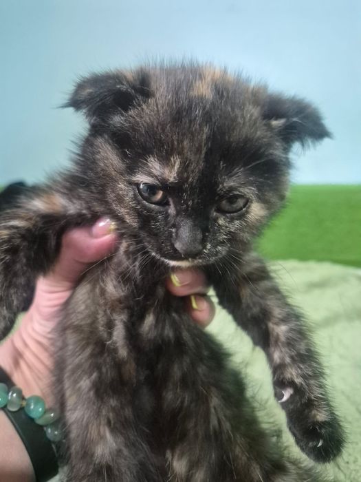 Котят в добрые руки