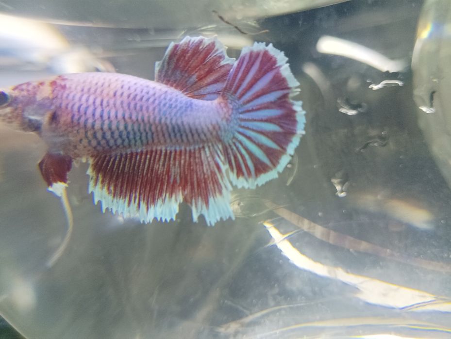 Петушок балик месний