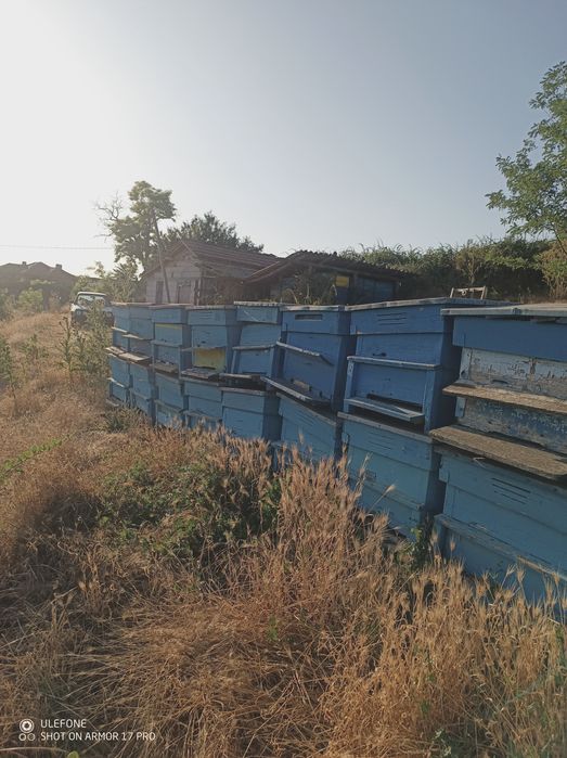 Кошери Дадат Блат 12р.