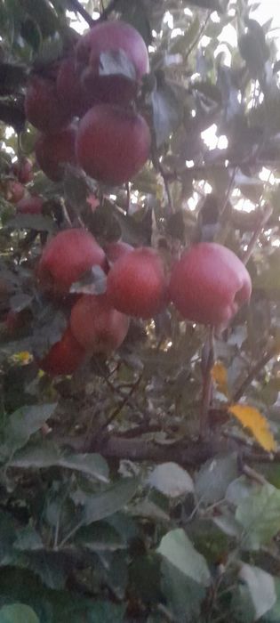 Продам яблоко золотой американка оптом