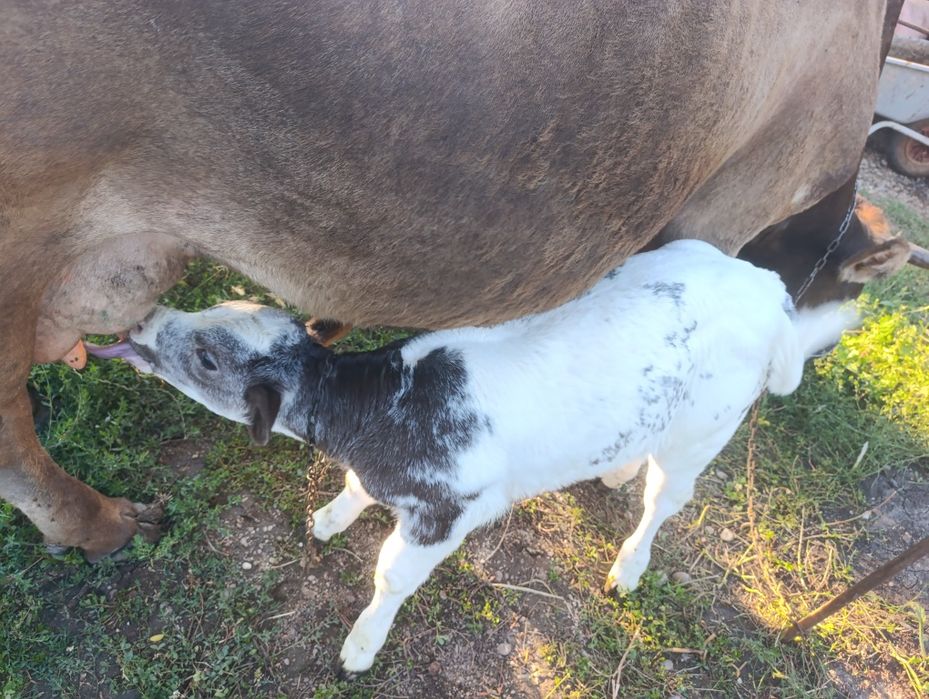 Vaca cu vițel albastru belgian