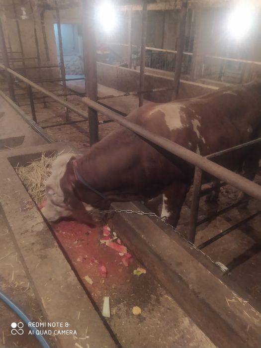 Паркент.Сментал Бука 2 та. Бир ёшдан ошган.