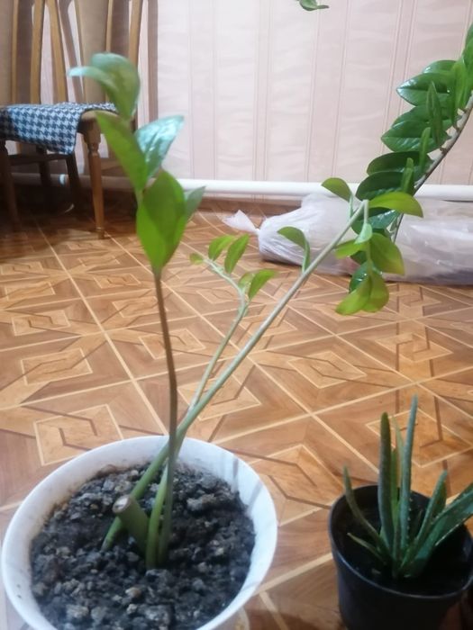 Доллоровое дерево растение