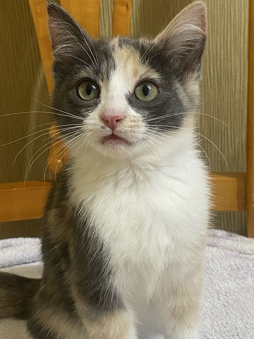 Котёнок ищет дом