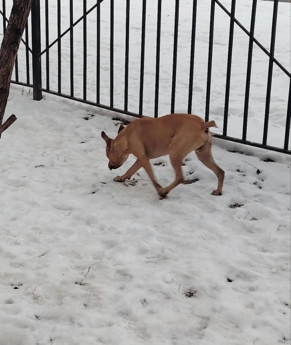 Щенок мальчик , 1 год