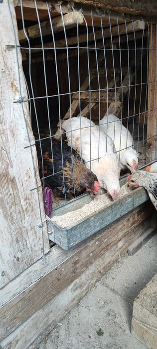 Продавам петли няколко вида