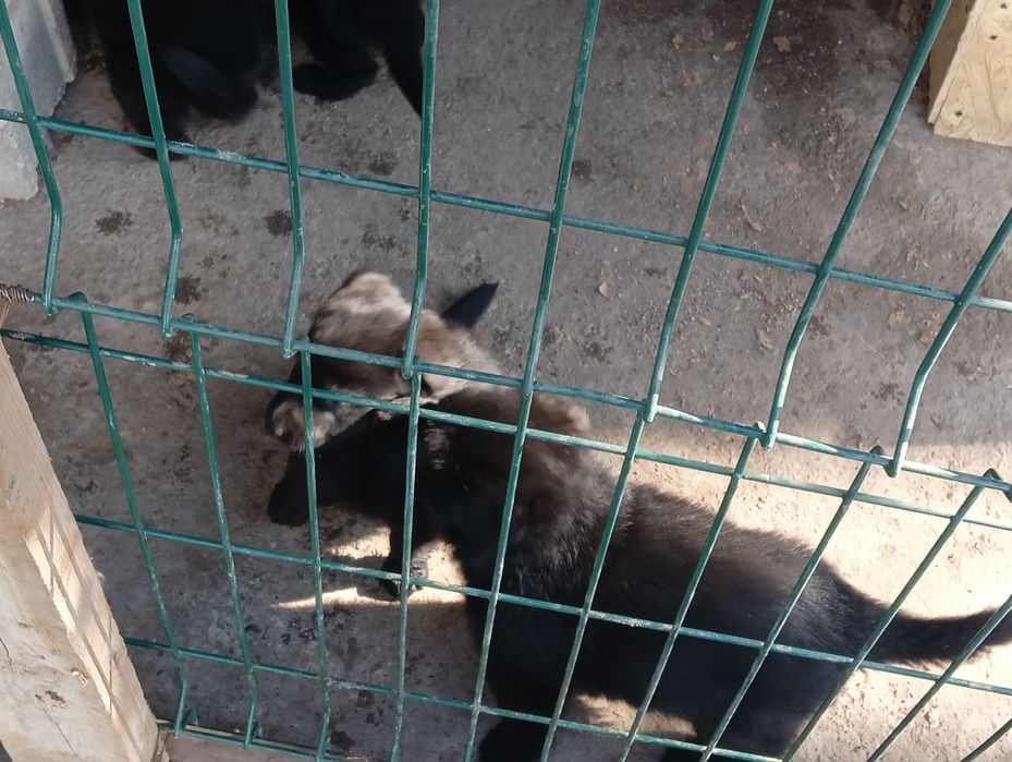 Продаются щенки немецкой овчарки