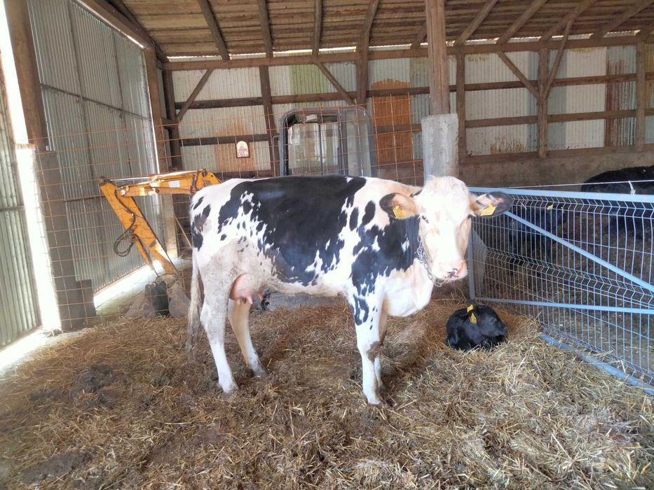 Vând junca Red holstein